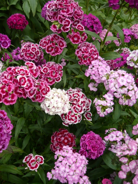 Гвоздика в саду многолетняя фото цветов